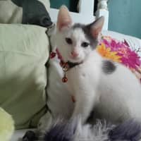 Photo of Oliver
