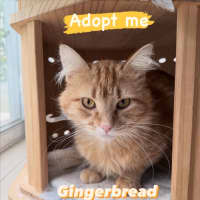 Photo of Gingerbread