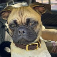 Photo of Freddie 🐶