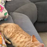 Photo of Dexter