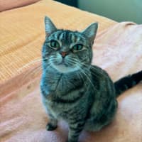 Photo of Birdie   In Foster Care In Richmond