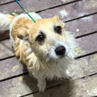 Photo of Pippa
