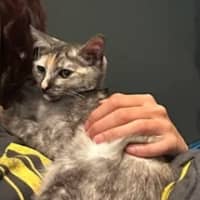 Photo of Emerald