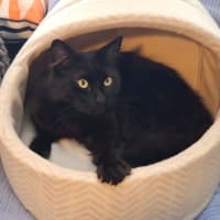 Photo of Indigo