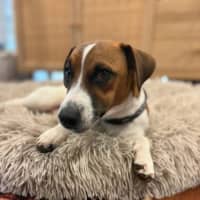 Photo of Pickles