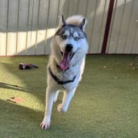 Photo of Rico