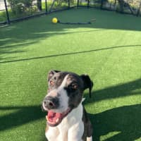 Photo of Bentley Imp 1051