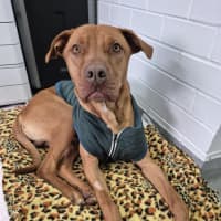 Photo of Pikelet 🥞