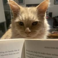 Photo of Hermes   In Foster In Preston