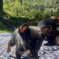 Photo of Chai   8 Week Old Kelpie X (On Trial)