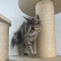 Photo of Roofina