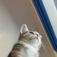 Photo of Khaleesi