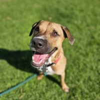 Photo of Taco