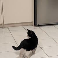 Photo of Penguin