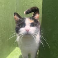 Photo of Firebird