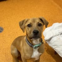 Photo of Butters