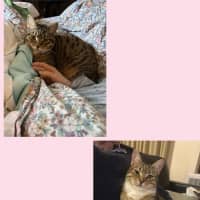 Photo of Enchantress   Bonded With Batman