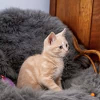 Photo of Toffee