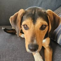 Photo of Benny   10 Month Old Beagle X Kelpie