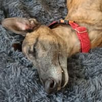 Photo of Dusty, The Greyhound