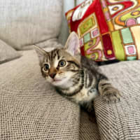 Photo of Spike