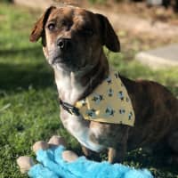 Photo of Bear