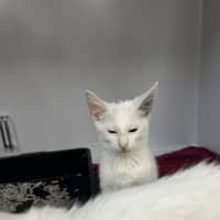 Photo of Chair *Adoption Pending*