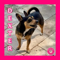 Photo of Young Dexter 