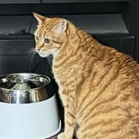 Photo of Cosmos/Garfield 