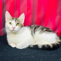 Photo of Luna   Located In Preston