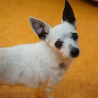 Photo of Tilly