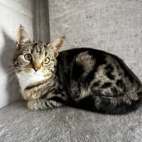 Photo of Angelette