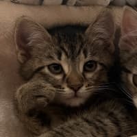 Photo of Theo