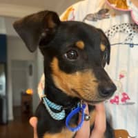 Photo of Bert   14 Week Old Mixed Breed