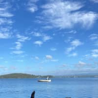 Photo of Bear   11 Year Old Labrador X