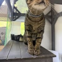 Photo of Dazzle