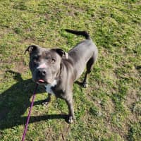 Photo of Bear (66738)