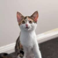 Photo of Scarlett ❤️ Meet Me At Petstock Hastings 23/3