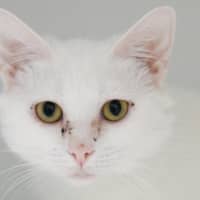 Photo of White Shadow