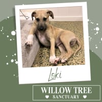 Photo of Loki