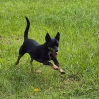 Photo of Rusty Dusty