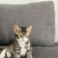 Photo of Pepper
