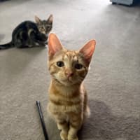 Photo of Roy Harper **2nd Chance Cat Rescue**