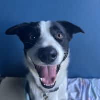 Photo of Oreo