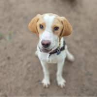 Photo of Goose