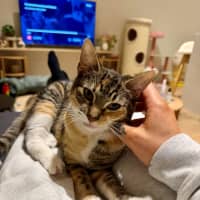 Photo of Maple