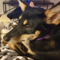 Photo of Ally   6 Month Old Kelpie X