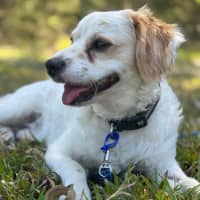 Photo of Boomer   1 Year Old Cavalier X