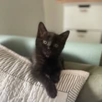 Photo of Pixie Belle