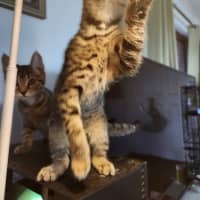 Photo of Oliver